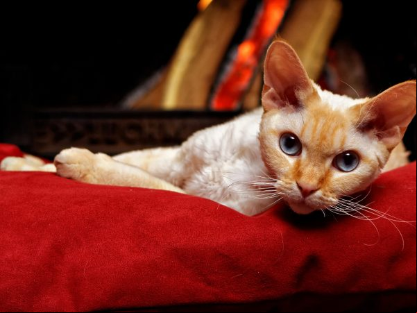 Gato-Bengal