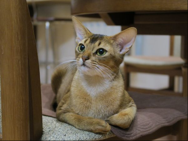 Gatos-abissínio
