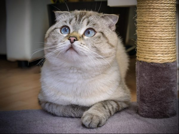 Gato-Scottish Fold